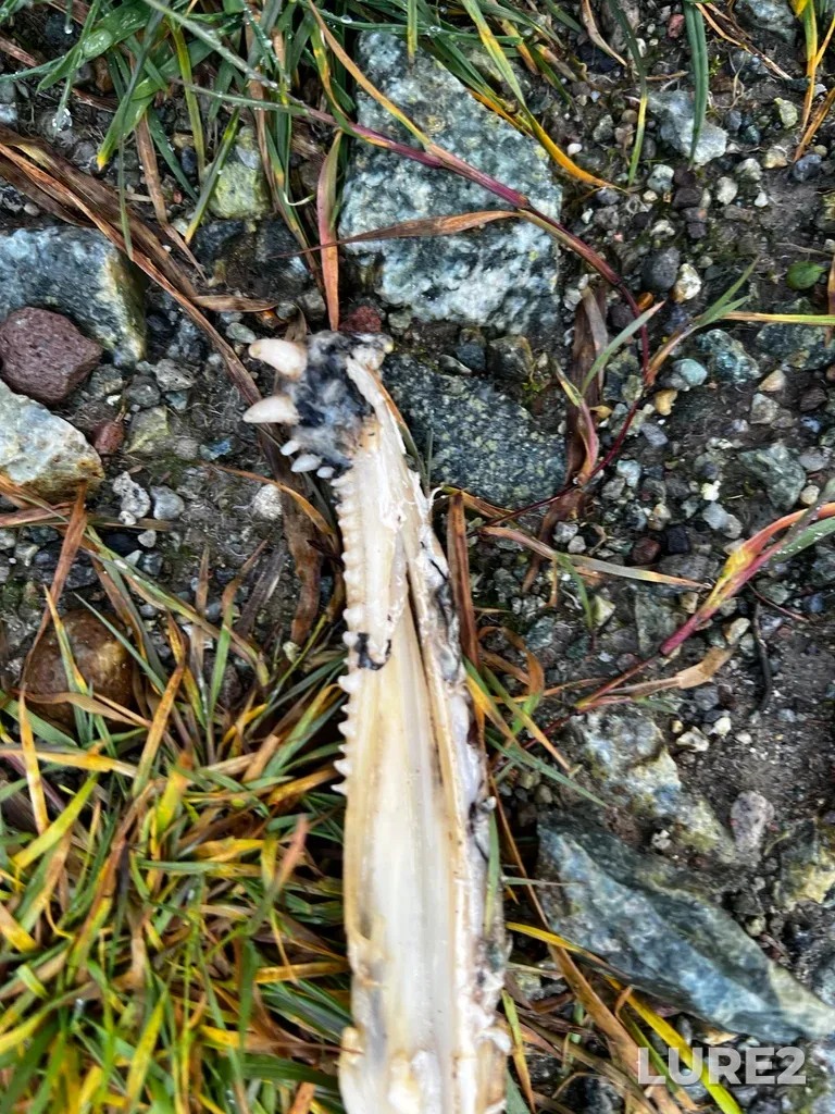 Chum salmon — Squamish River, Dec 15, 2024, 9:07 AM