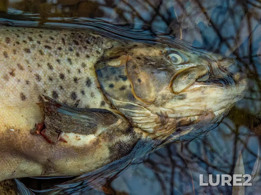 Brown trout — Forty Mile Creek, Dec 18, 2024, 11:11 AM