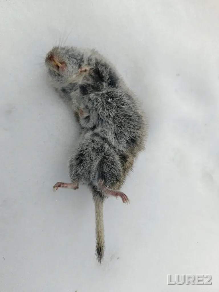 Roach — Protoka malaya, Dec 19, 2024, 1:02 PM