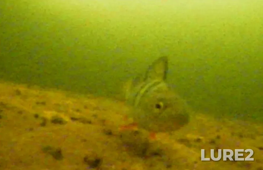 Perch — Argazinskoye, Dec 22, 2024, 11:00 AM