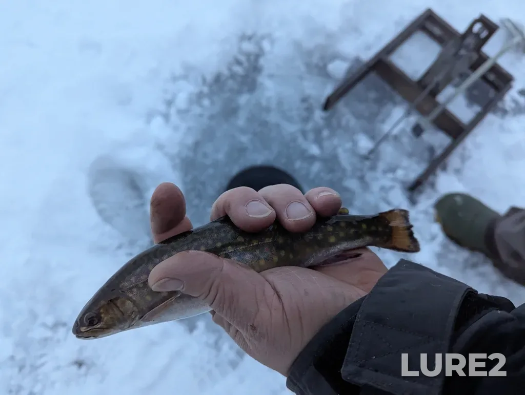 Brook trout — Edith Lake, Dec 26, 2024, 3:36 PM