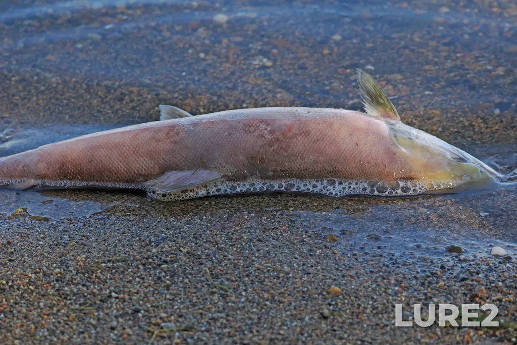 Sockeye salmon — Osoyoos Lake, Sep 06, 2024, 10:49 AM