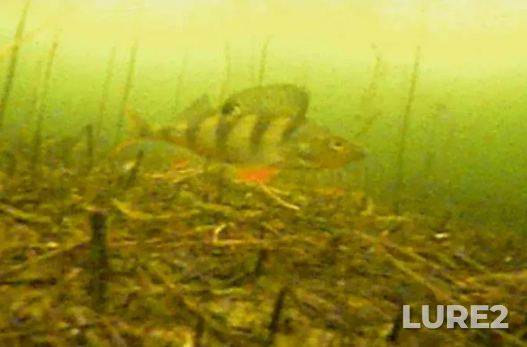 Perch — Argazinskoye, Dec 27, 2024, 10:00 AM
