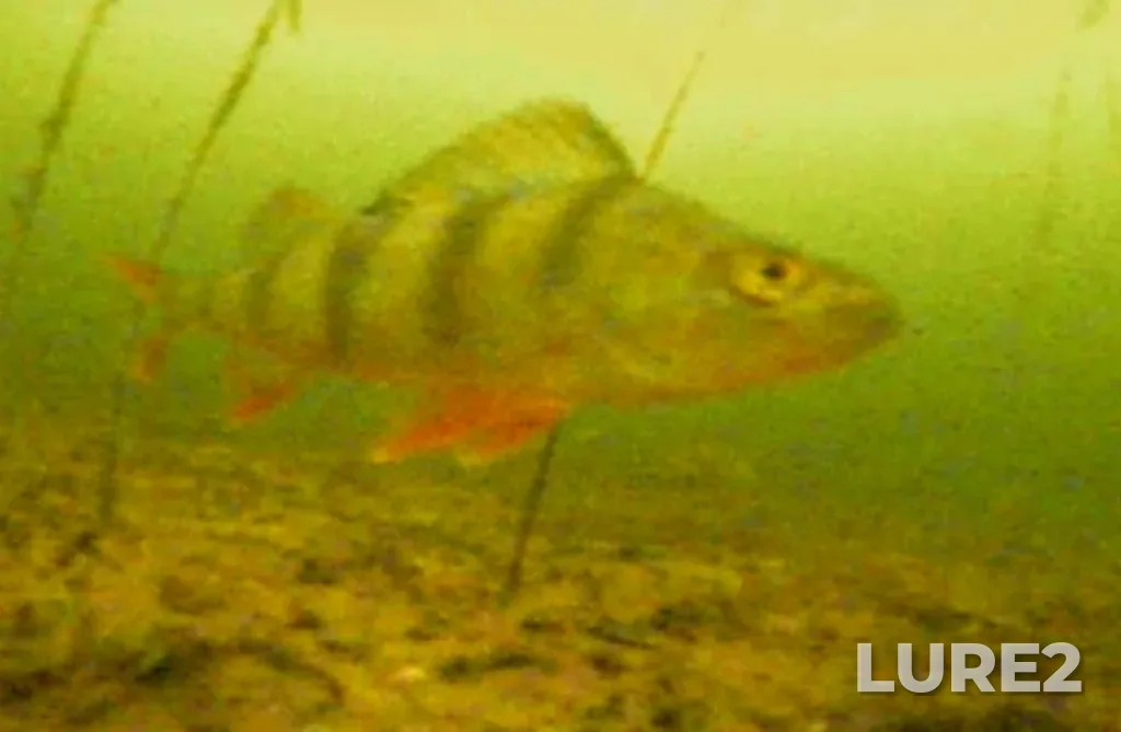 Perch — Argazinskoye, Dec 27, 2024, 1:00 PM