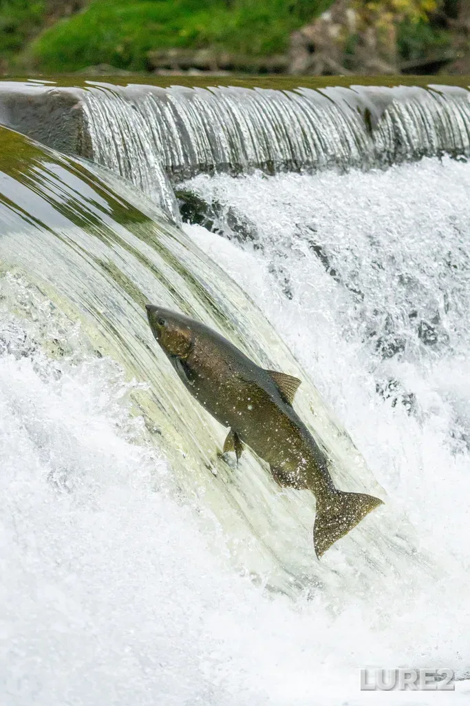 Chinook salmon — Humber River, Oct 13, 2024, 4:48 PM