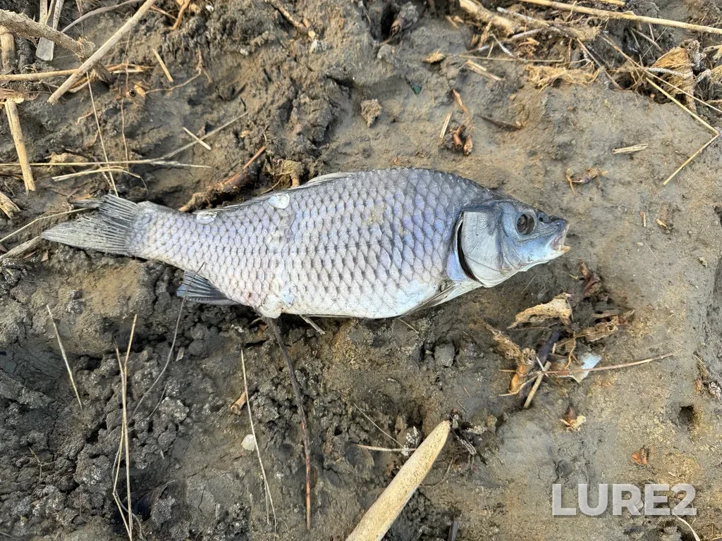 Carp — Malaya Kuberle, Jan 12, 2025, 2:57 PM