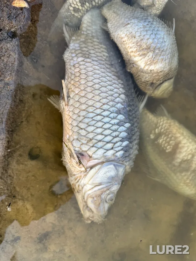 Carp — Malaya Kuberle, Jan 12, 2025, 2:56 PM