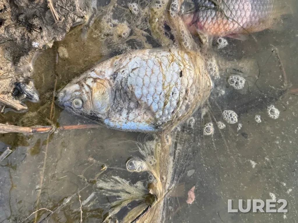 Crucian carp — Malaya Kuberle, Jan 12, 2025, 2:50 PM