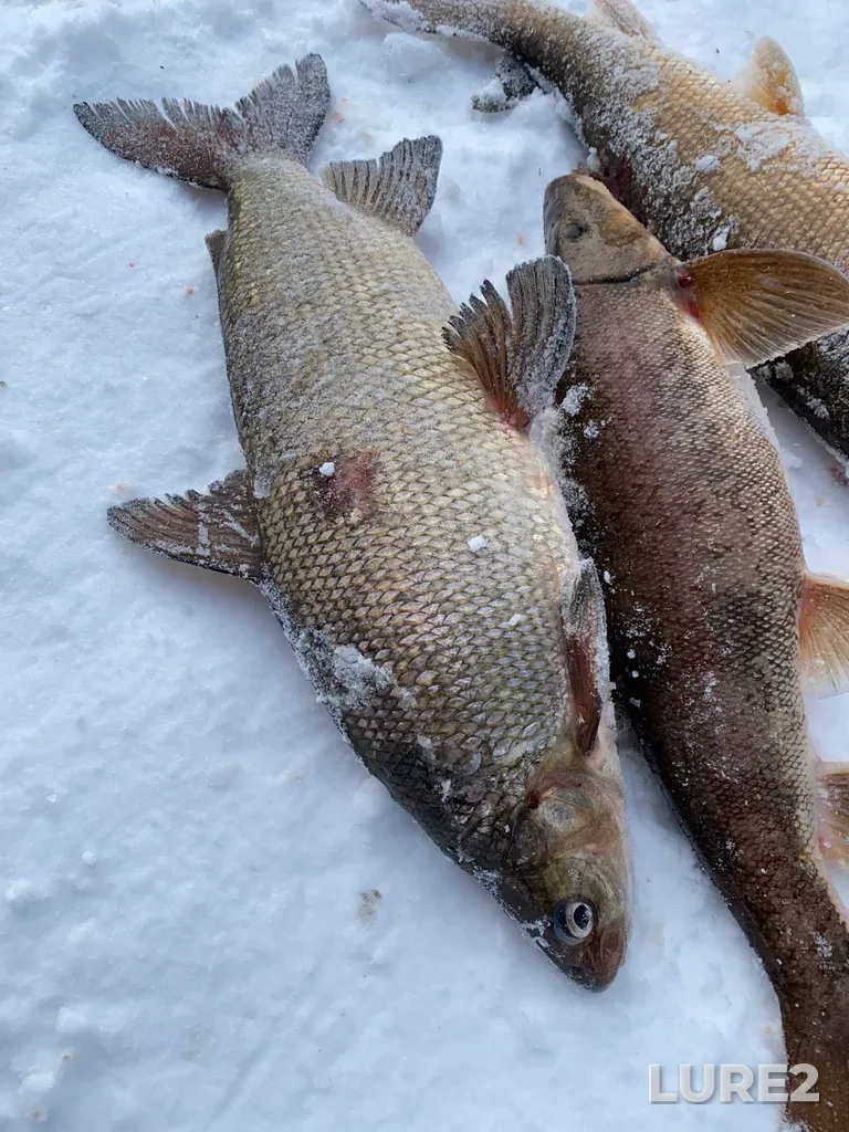 Whitefish — Lac Champion, Jan 13, 2025, 3:03 PM