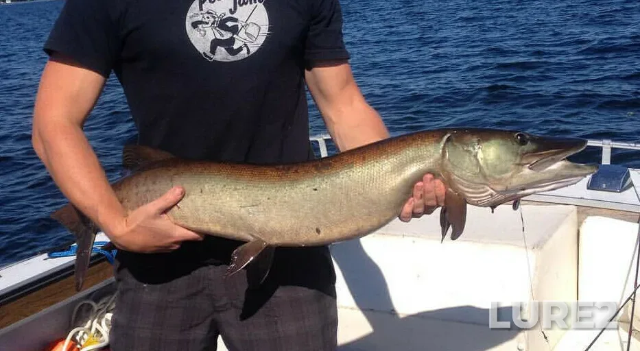 Muskellunge — Balsam Lake, Sep 25, 2015