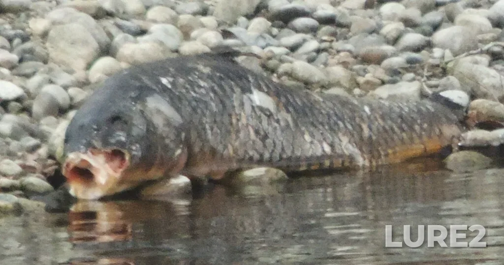 Carp — Okanogan River, Jan 21, 2025, 10:14 AM