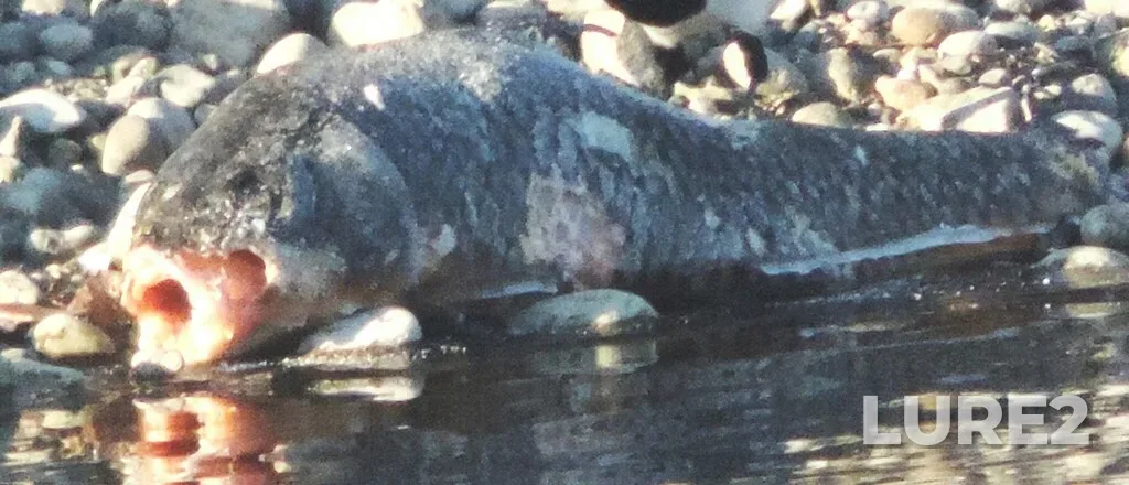 Carp — Okanogan River, Jan 22, 2025, 9:27 AM
