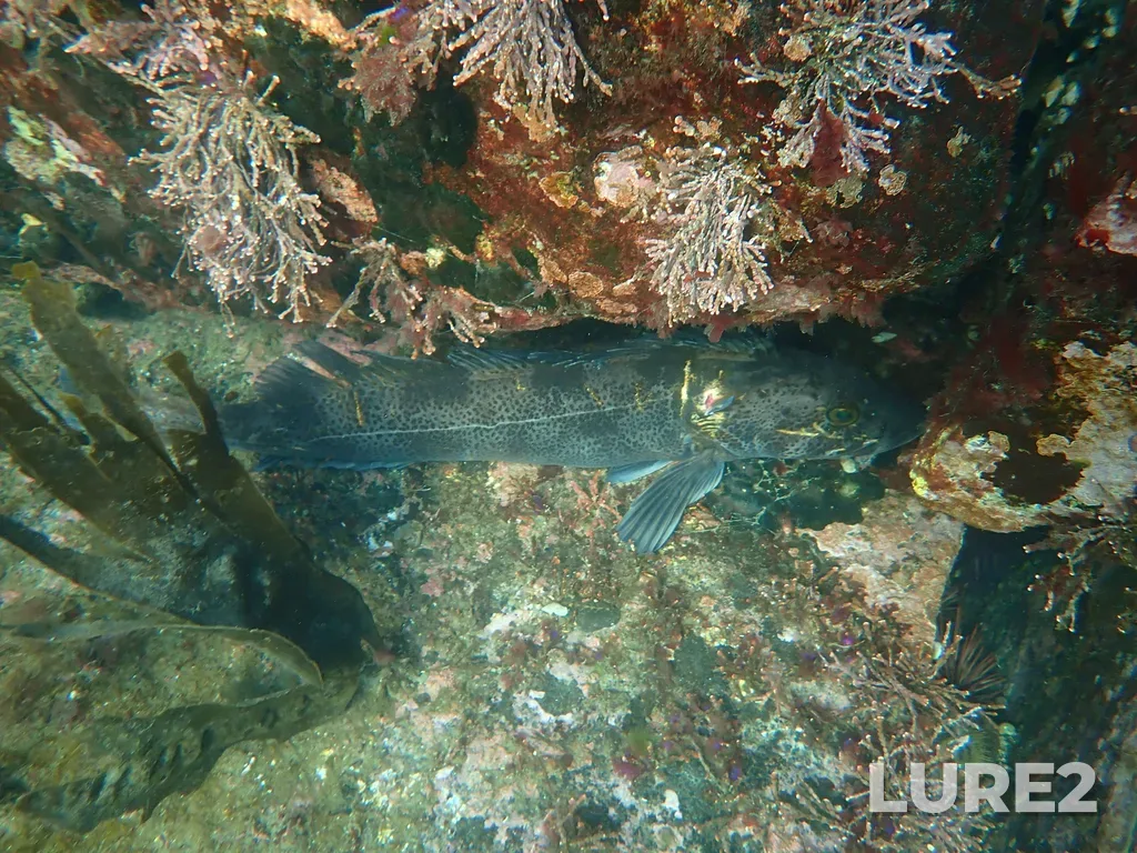 Lingcod — Strait of Juan de Fuca, Jan 24, 2025, 12:57 PM