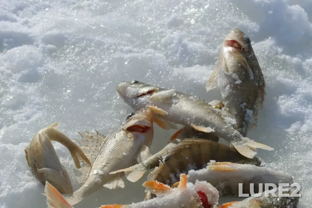 Ruffe — Cheptsa, Mar 03, 2019, 12:29 PM