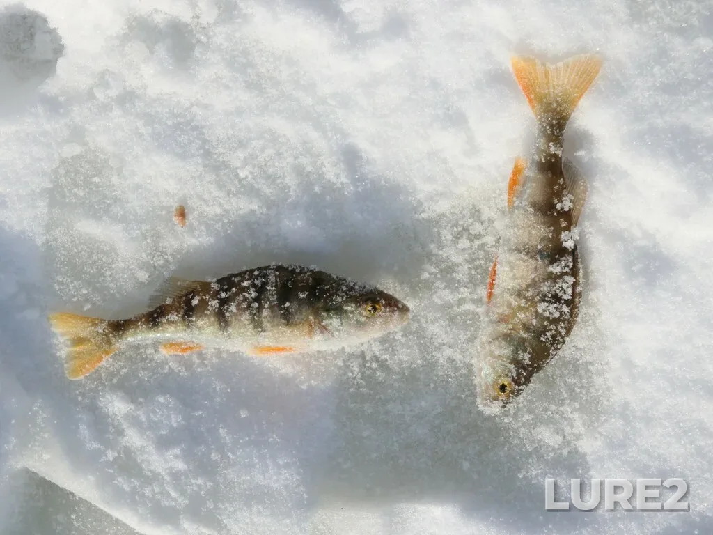 Perch — Cheptsa, Mar 03, 2019, 12:25 PM