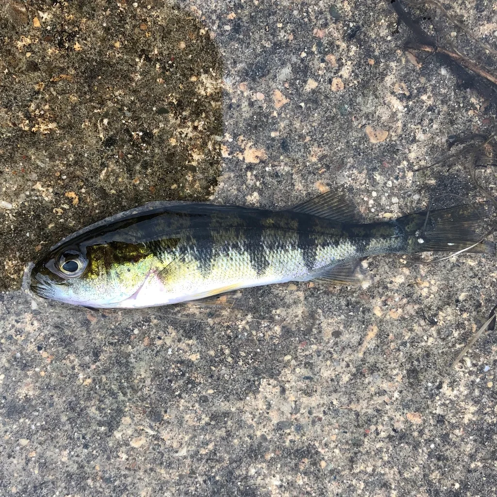 Yellow perch — Luther Lake, May 29, 2019