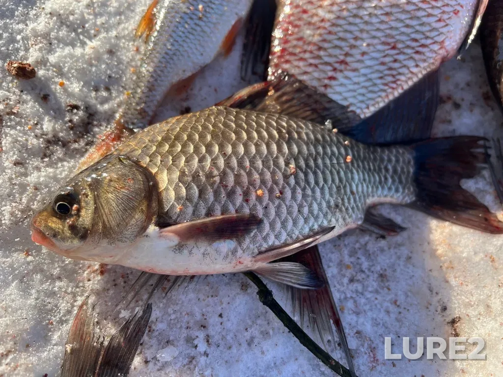 Crucian carp — Obrochnoye, Feb 09, 2025, 11:46 AM