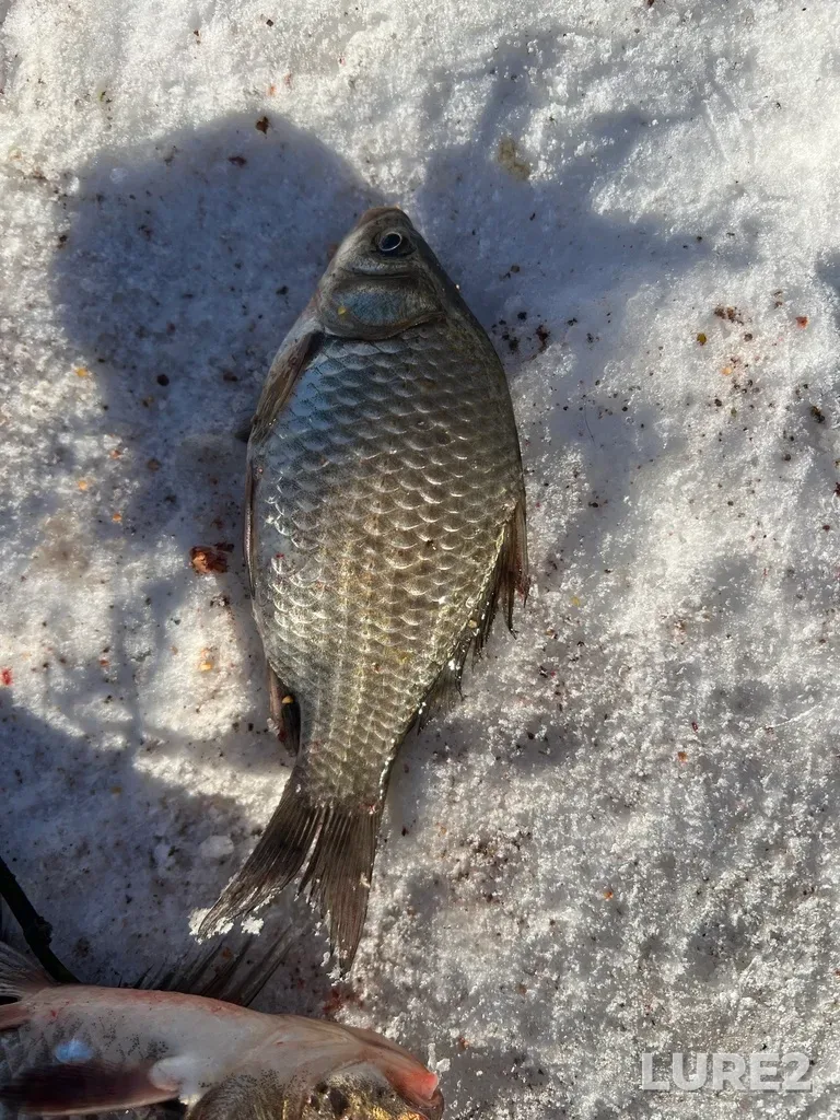 Crucian carp — Obrochnoye, Feb 09, 2025, 11:46 AM