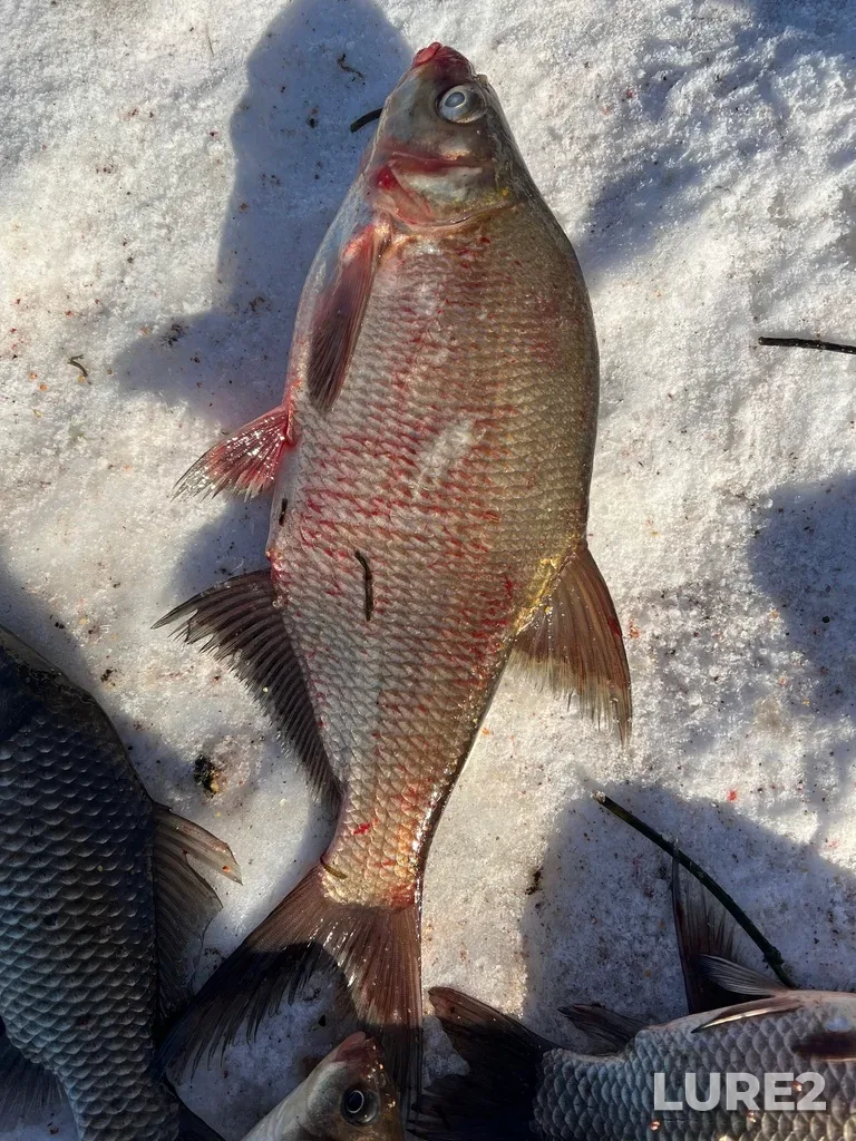 Bream — Obrochnoye, Feb 09, 2025, 11:46 AM