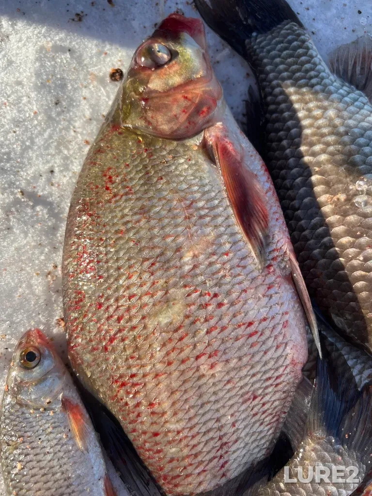 Bream — Obrochnoye, Feb 09, 2025, 11:45 AM