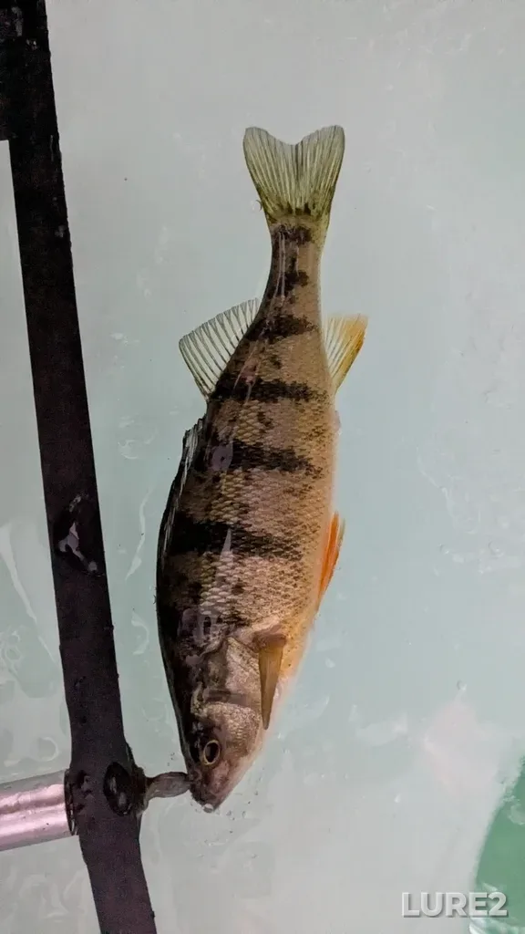 Yellow perch — Lake Simcoe, Feb 09, 2025, 12:44 PM