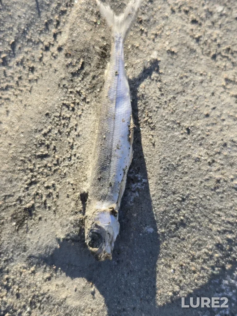 Mountain whitefish — Thompson River, Feb 08, 2025, 3:25 PM