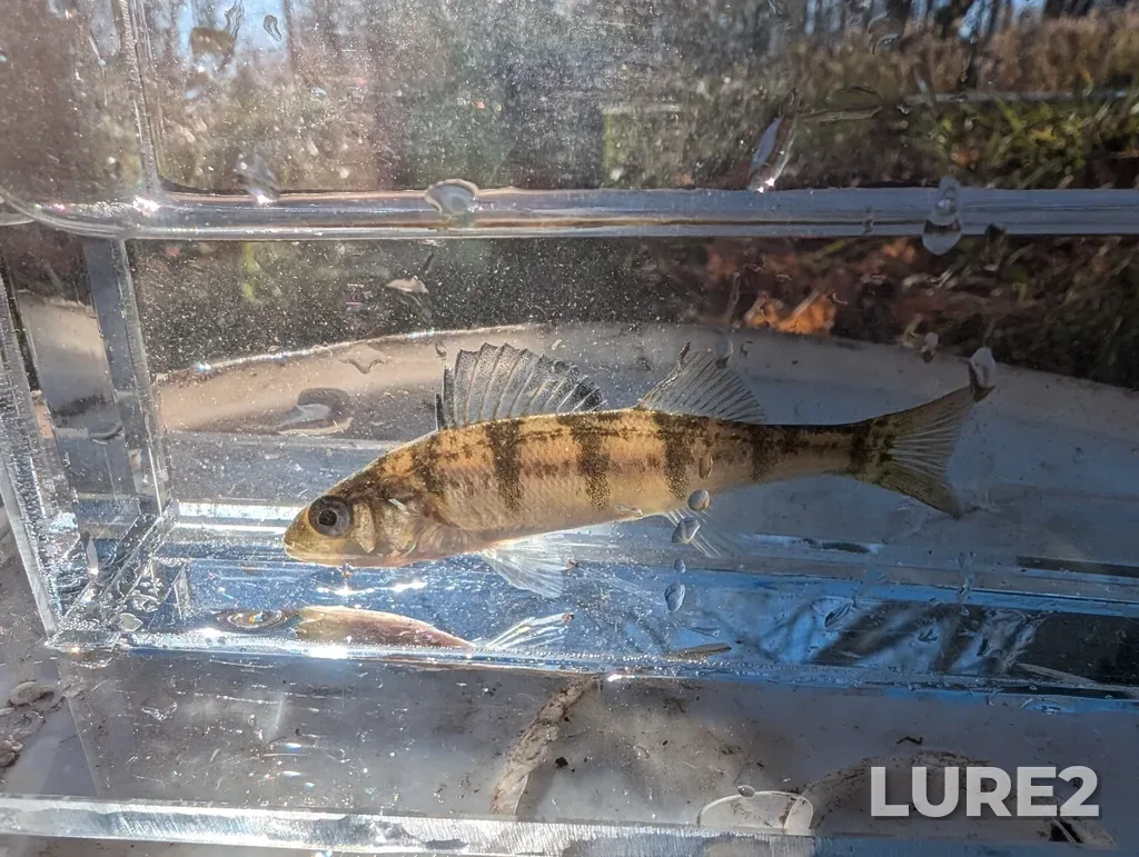 Yellow perch — Campbellville Pond, Nov 12, 2024, 10:34 AM
