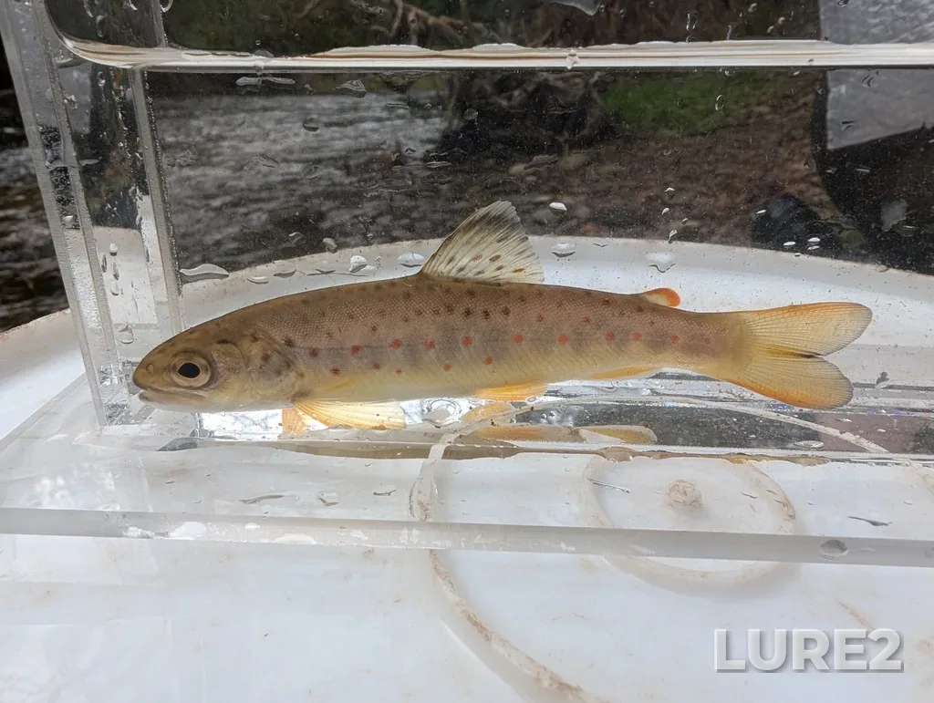 Brown trout — Credit River, Nov 14, 2024, 10:08 AM