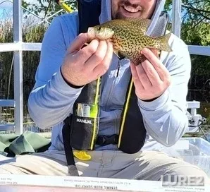 Black crappie — Scugog River, Sep 26, 2024, 11:52 AM