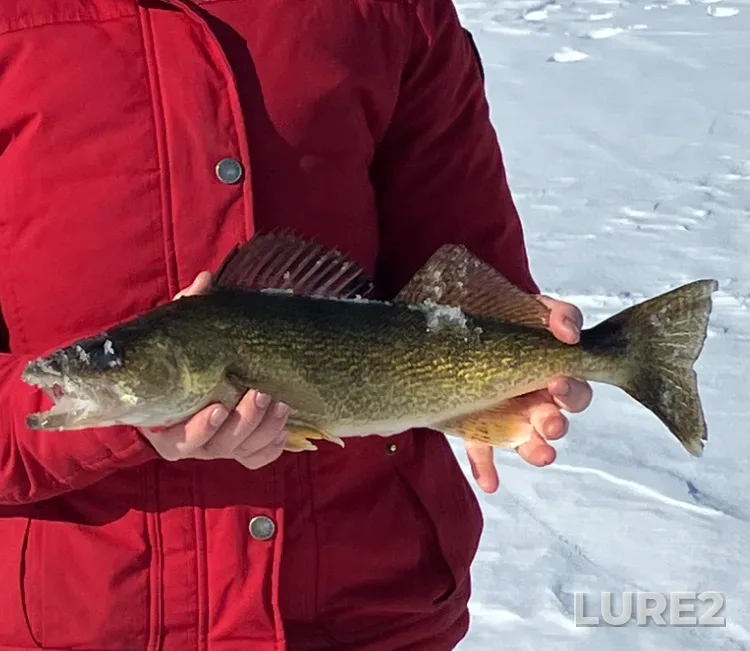 Walleye — Pigeon Lake, Feb 22, 2025, 2:55 PM