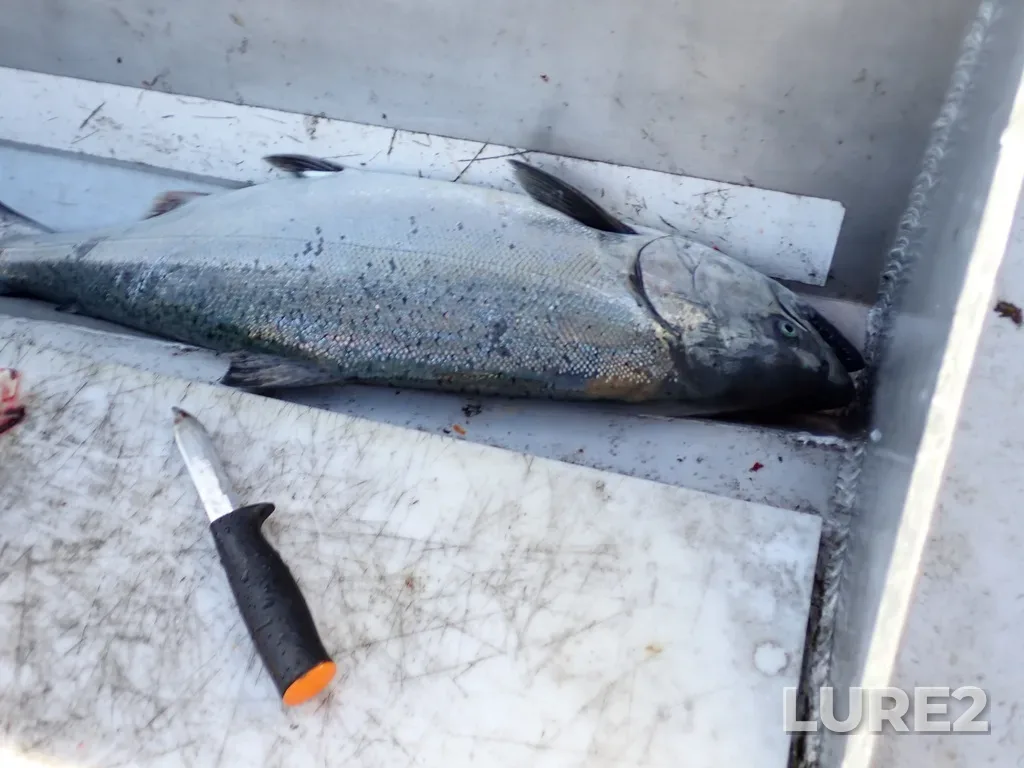 Chinook salmon — Sooke Inlet, Feb 28, 2025, 2:39 PM