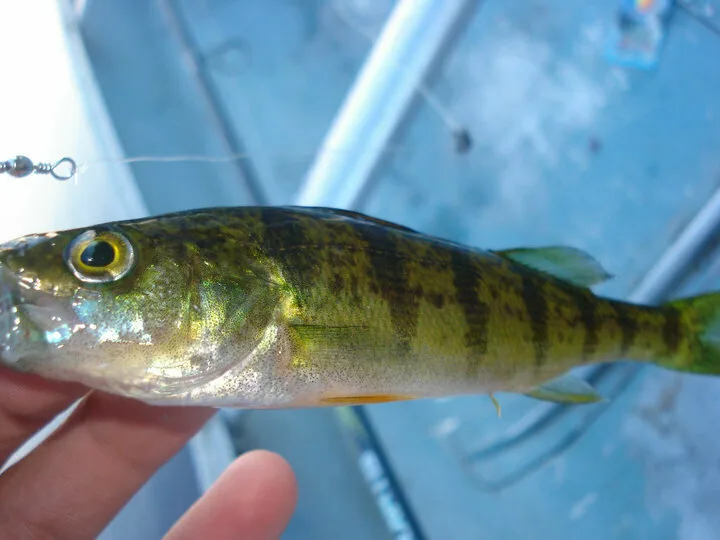 Yellow perch — Machesney Lake, Aug 1, 2010