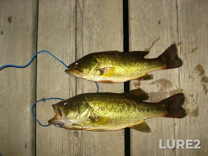 Largemouth bass — Machesney Lake, Aug 01, 2010