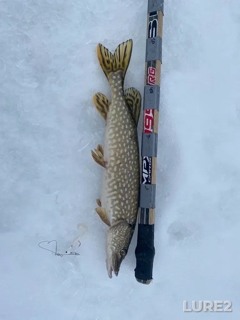 Pike — Lake Audy, Mar 01, 2025, 3:53 PM
