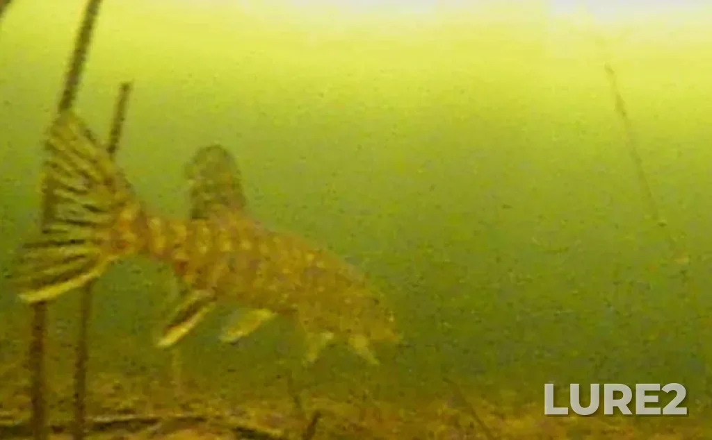 Pike — Argazinskoye, Mar 08, 2025, 8:32 PM