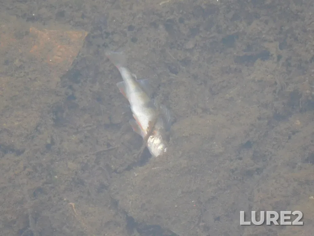 Perch — Kusa, Mar 14, 2025, 11:41 AM