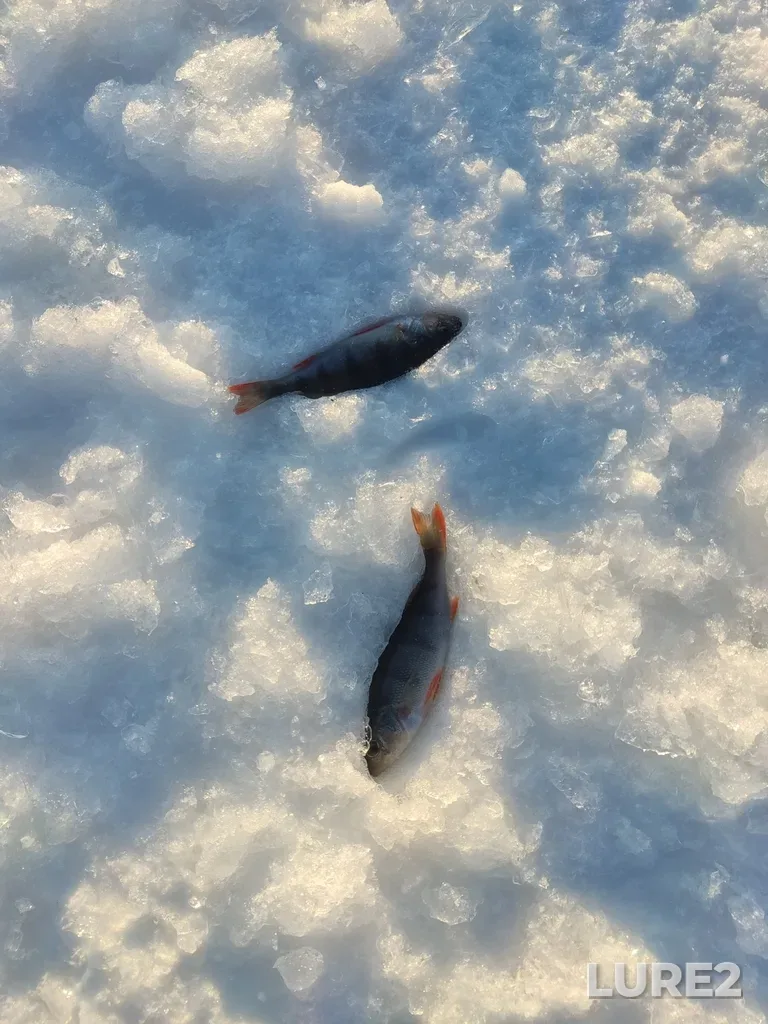 Perch — Novosibirskiy r-n, Novosibirskaya obl., Rossiya, Mar 15, 2025, 6:40 PM