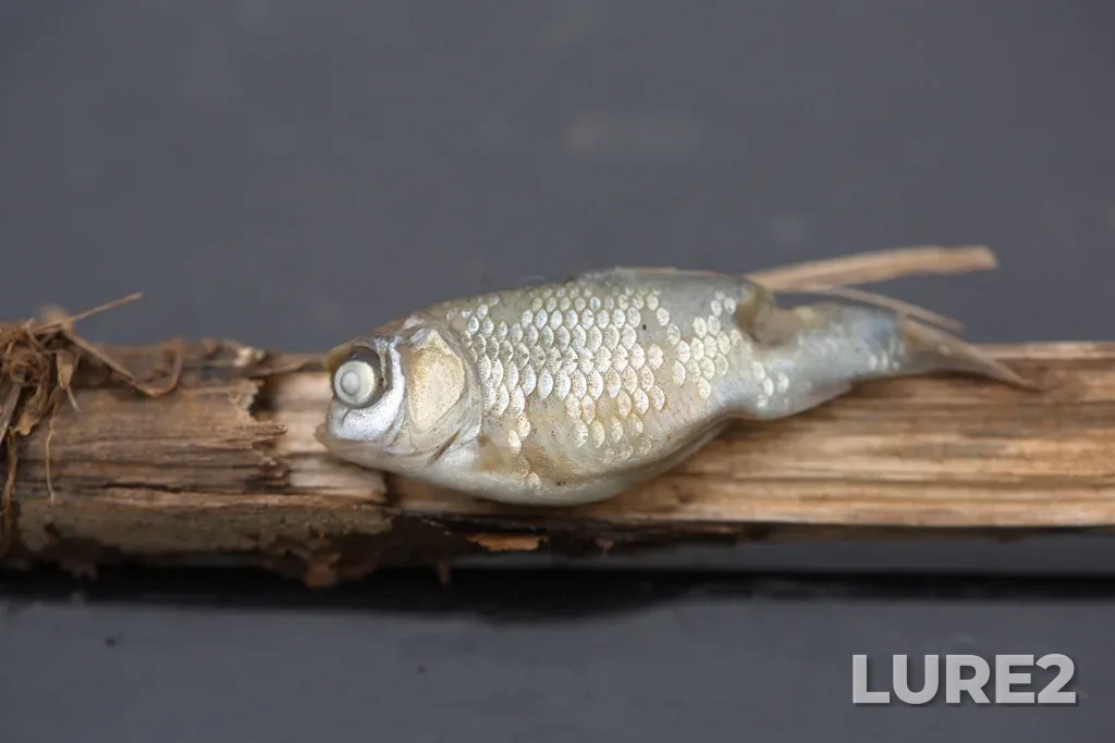 Crucian carp — Dalnekonstantinovskiy r-n, Nizhegorodskaya obl., Rossiya, Mar 15, 2025, 3:05 PM