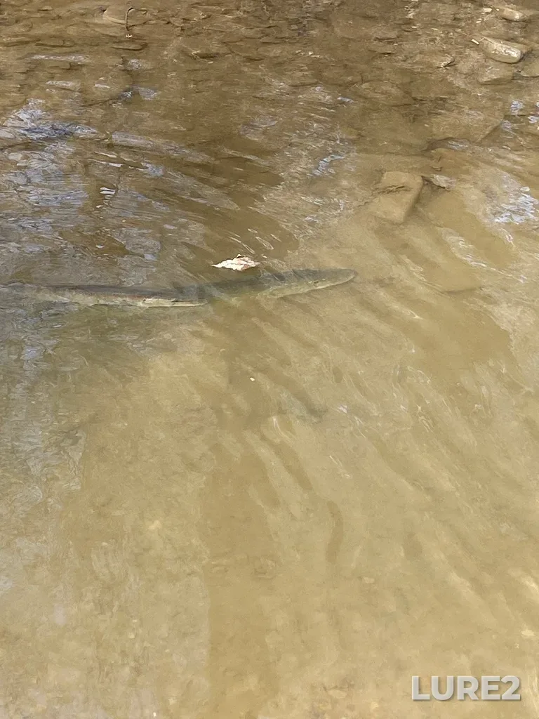 Pike — Psekabs, Mar 16, 2025, 1:27 PM