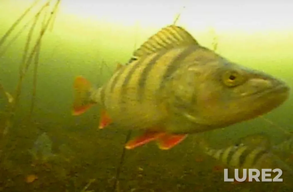 Perch — Argazinskoye, Mar 19, 2025, 11:00 AM