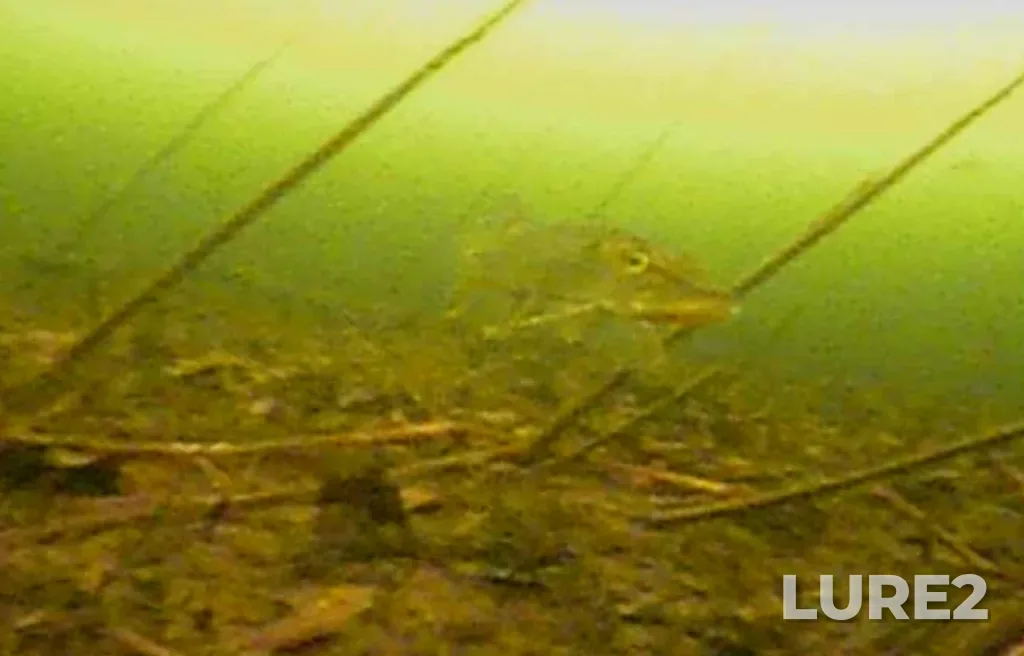 Pike — Argazinskoye, Mar 19, 2025, 10:00 AM