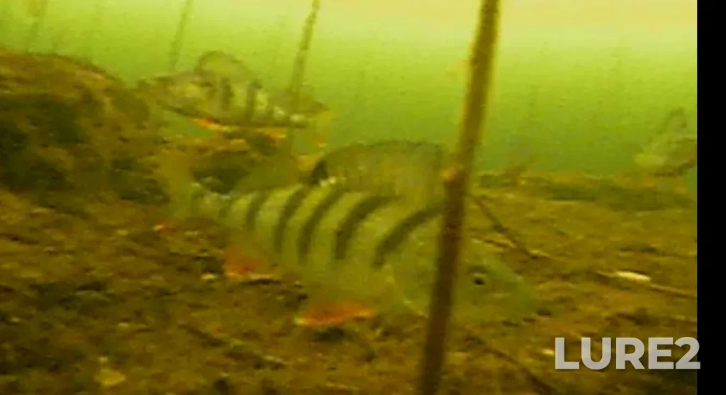 Perch — Argazinskoye, Mar 20, 2025, 11:00 AM