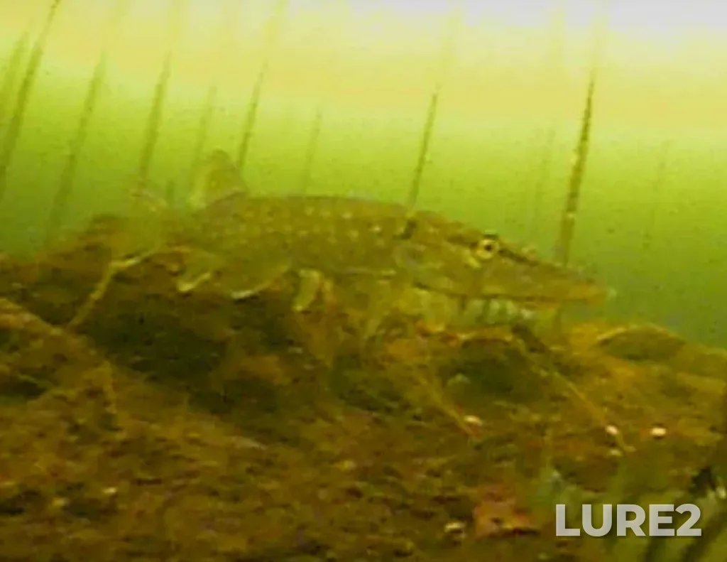 Pike — Argazinskoye, Mar 20, 2025, 11:00 AM