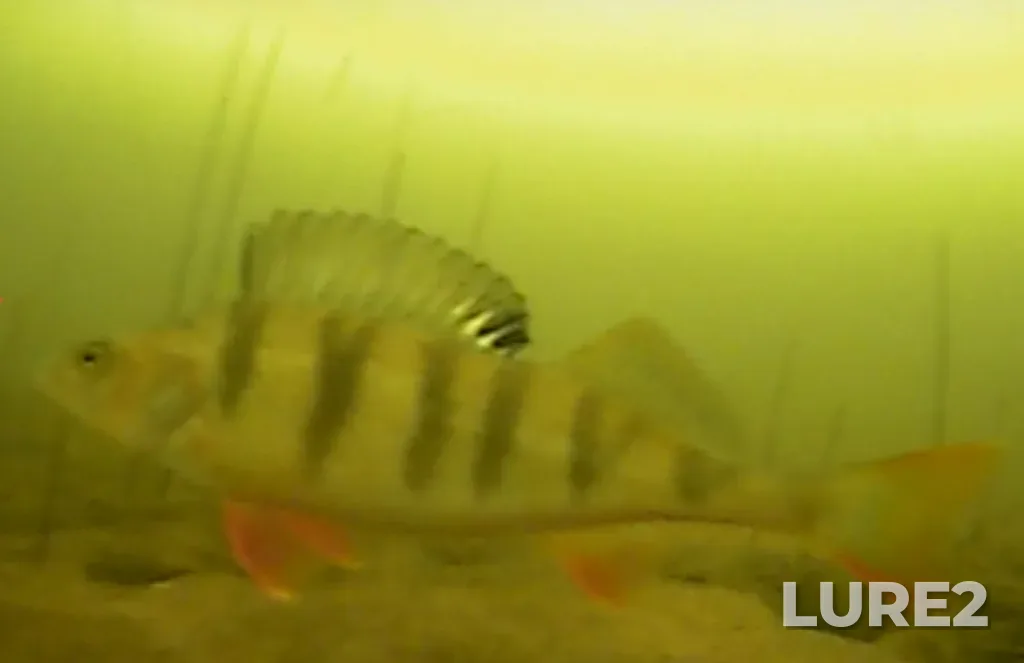 Perch — Argazinskoye, Mar 20, 2025, 11:29 AM