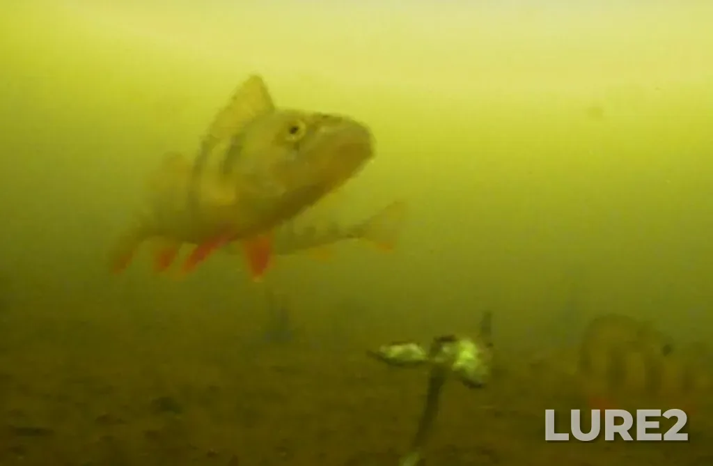 Perch — Serebry, Mar 21, 2025, 1:00 PM