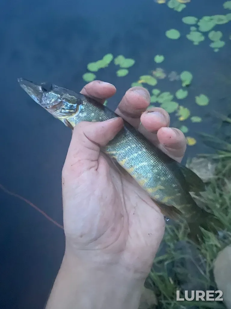 Pike — Lososinskoye, Jul 28, 2021, 10:20 PM