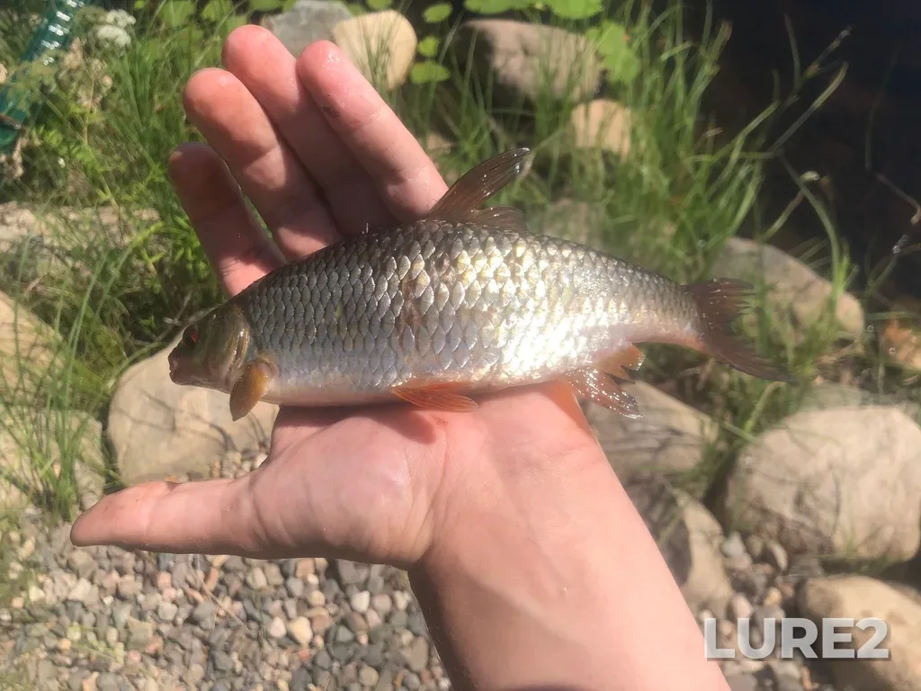 Roach — Lososinskoye, Jul 17, 2021, 10:45 AM