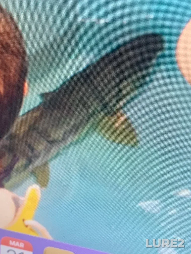 Chum salmon — Nanaimo River, Oct 21, 2015, 12:15 PM