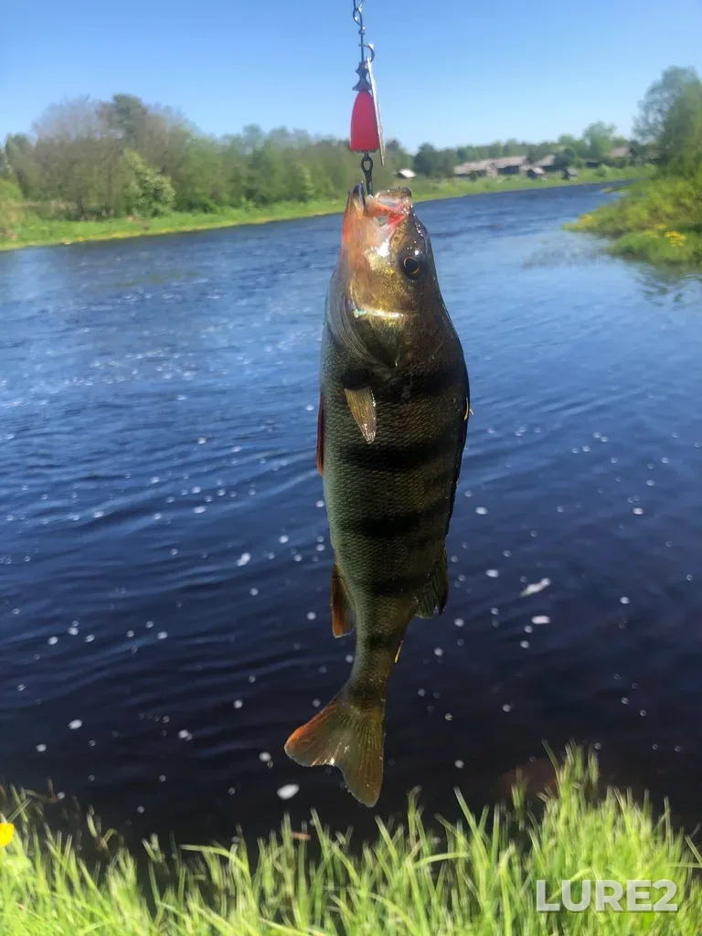 Perch — Pyalma, Jun 07, 2020, 10:55 AM