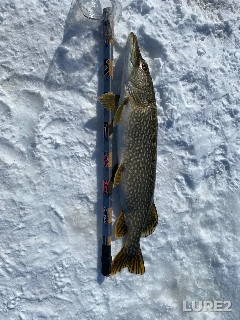 Pike — Lake Audy, Mar 23, 2025, 4:07 PM